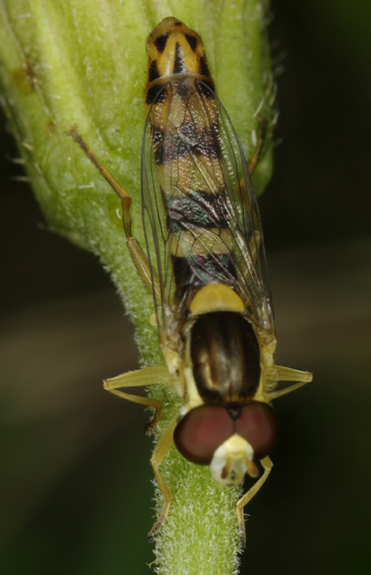 Sphaerophoria scripta (Syrphidae)